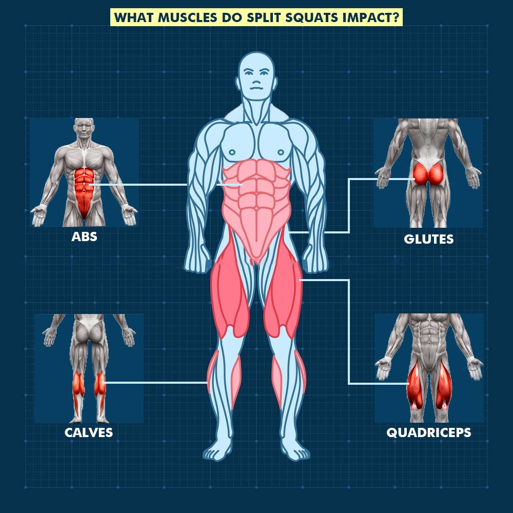 What Muscles Do Split Squats Impact?